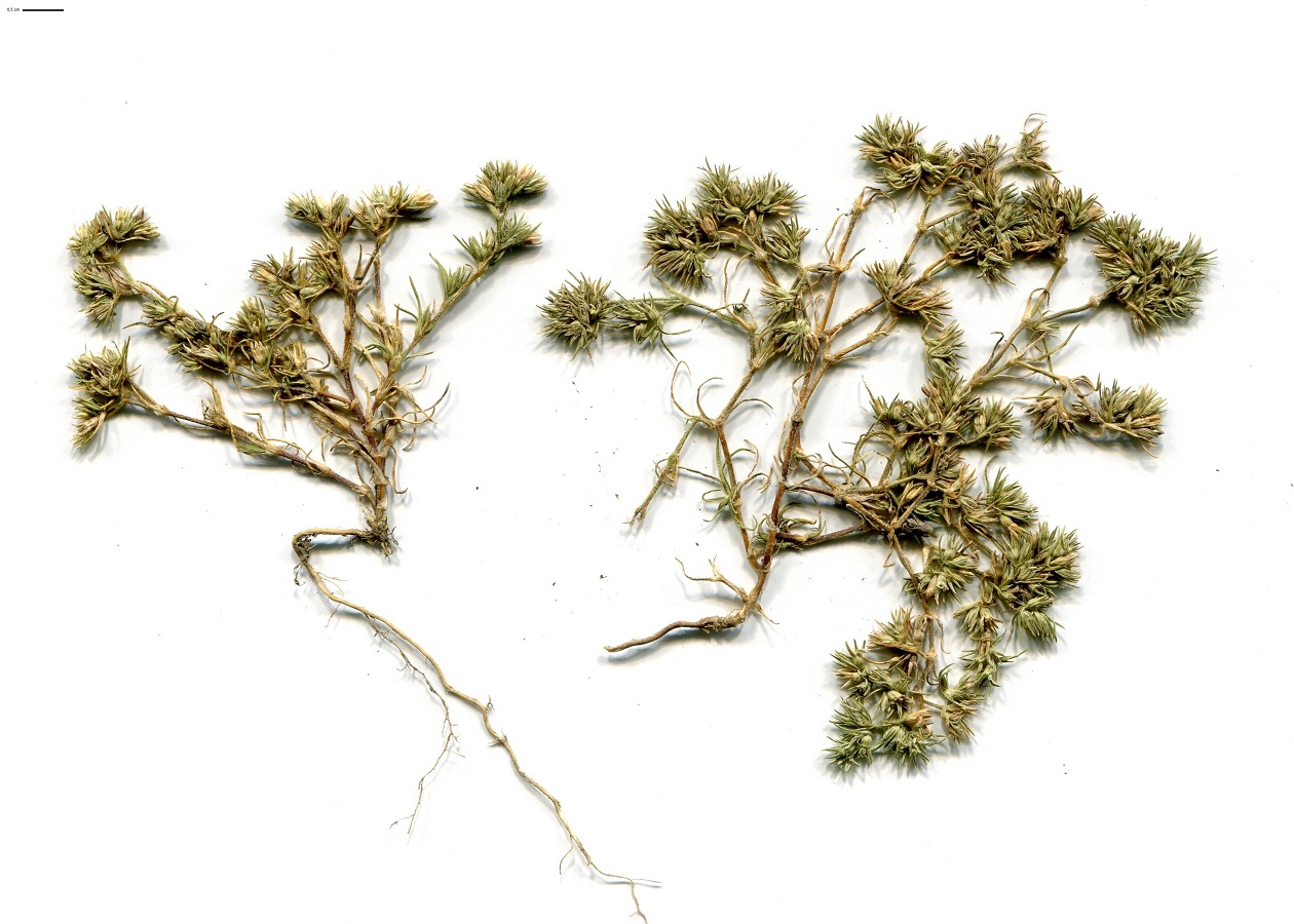 Scleranthus perennis subsp. perennis x S. uncinatus (Caryophyllaceae)